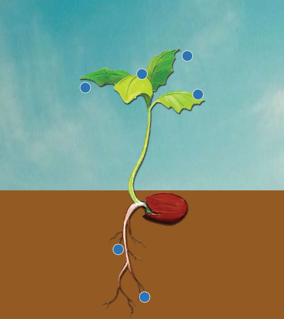 Microbebio Rhizo Activator 12