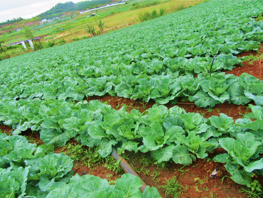 MICROBEBIO TRIAL TEST RESULTS - 2018 TRIAL TEST – CABBAGE FIELDS