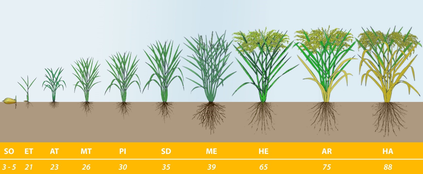 microbebio rice