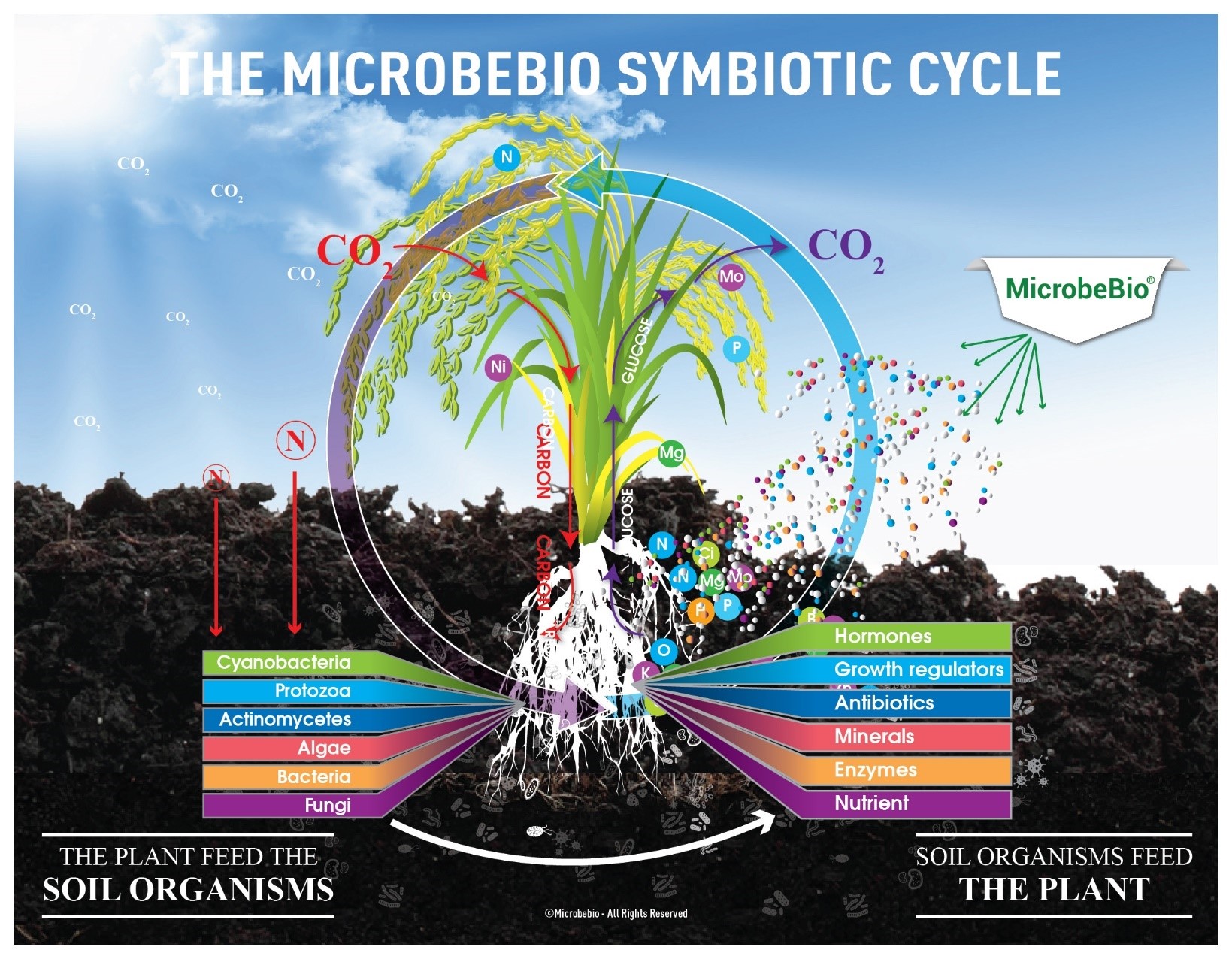 microbebio rice pest