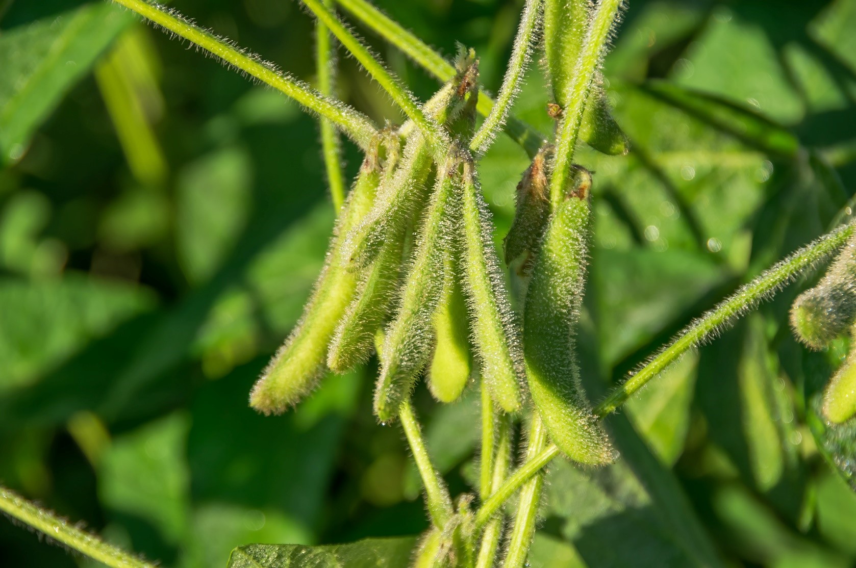 Microbebio Soybean Trial Test Brazil