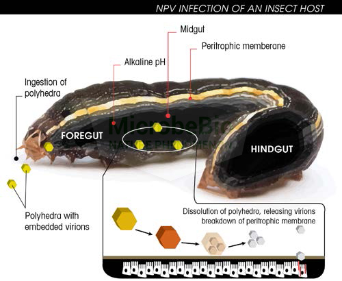 MICROBEBIO AQUA ACTIVATOR X3 2