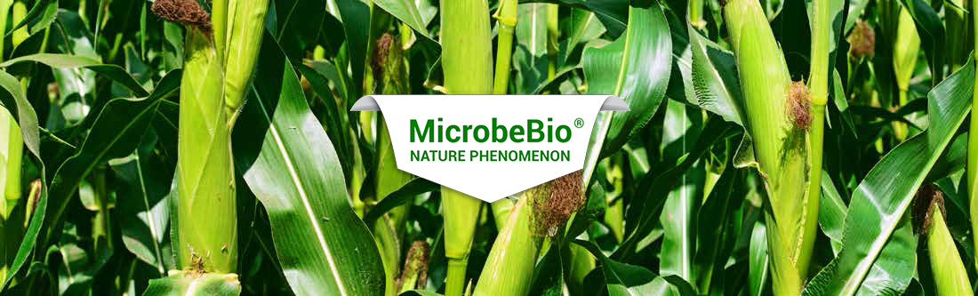 MICROBEBIO - BROCHURE - CACH BON PHAN CHO1 HECTA CORN