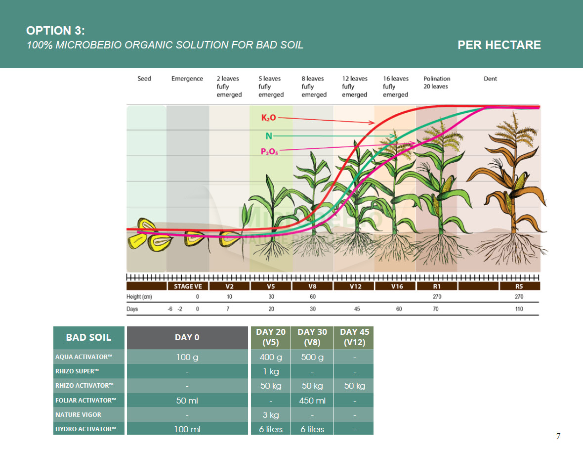 Microbebio Application Corn Tree 11