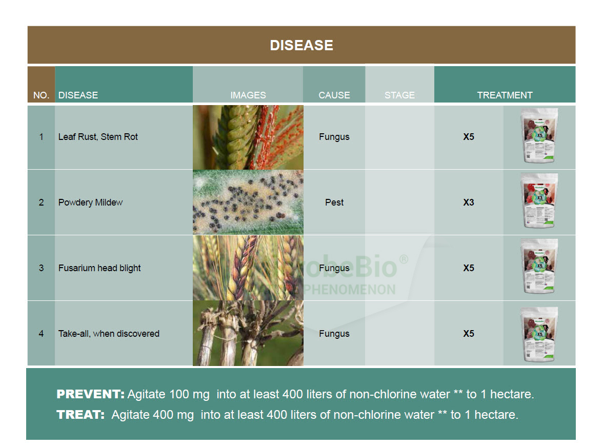 Microbebio Application for Wheat 7