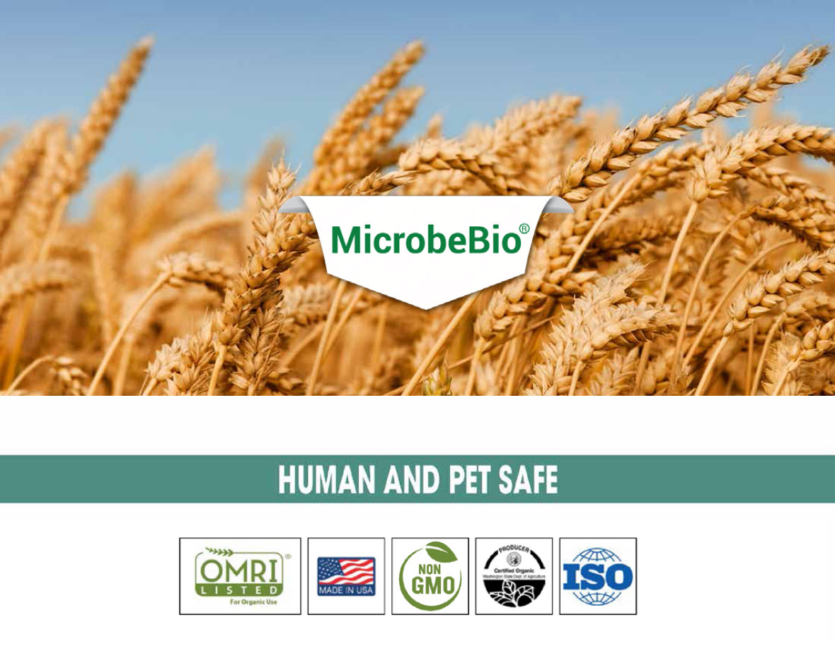 Microbebio Application for Wheat