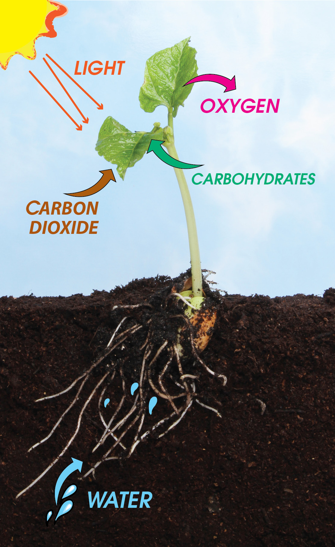 MICROBEBIO sustainable farming practices