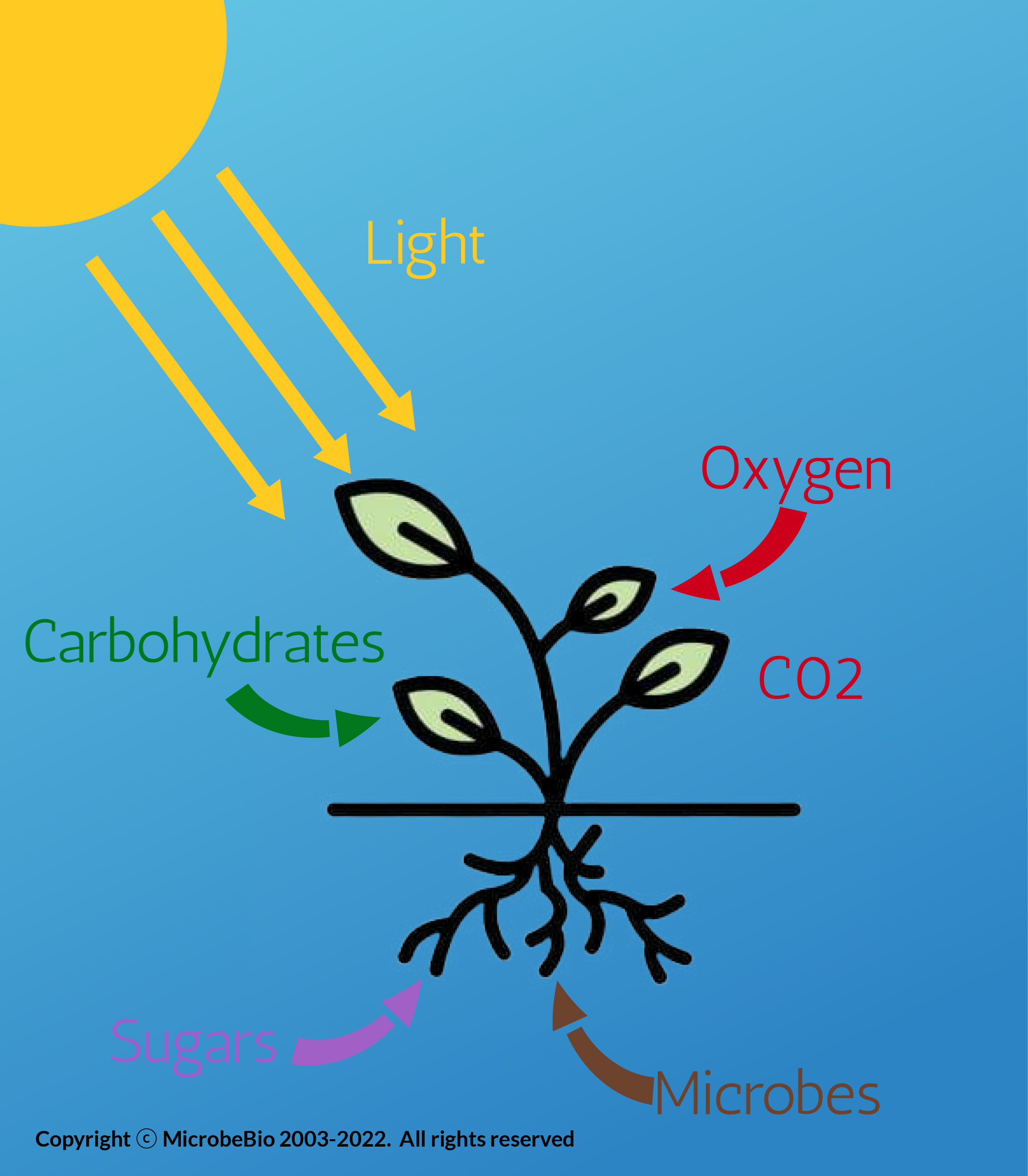 MicrobeBio Presentation